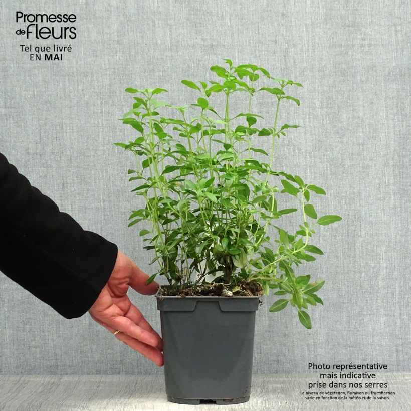 Salvia greggii Icing Sugar Vaso da 2L/3L esemplare consegnato in primavera