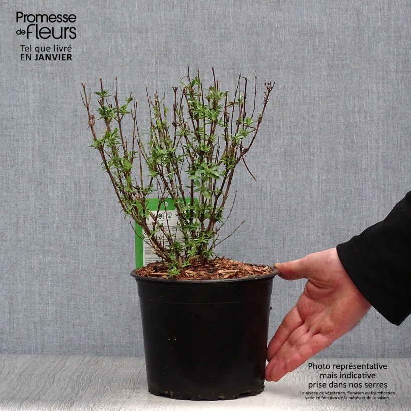 Salvia jamensis Suncrest 'Lemon Light' - Salvia arbustiva Vaso da 2L/3L esemplare consegnato in inverno