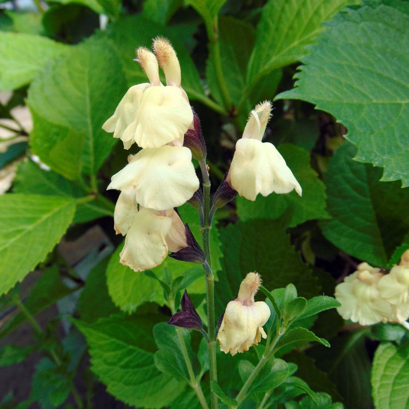 Salvia jamensis Melen - Salvia arbustiva (Fioritura)