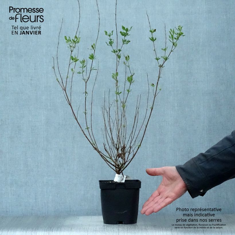 Salvia jamensis Melen - Salvia arbustiva Vaso da 2L/3L esemplare consegnato in inverno