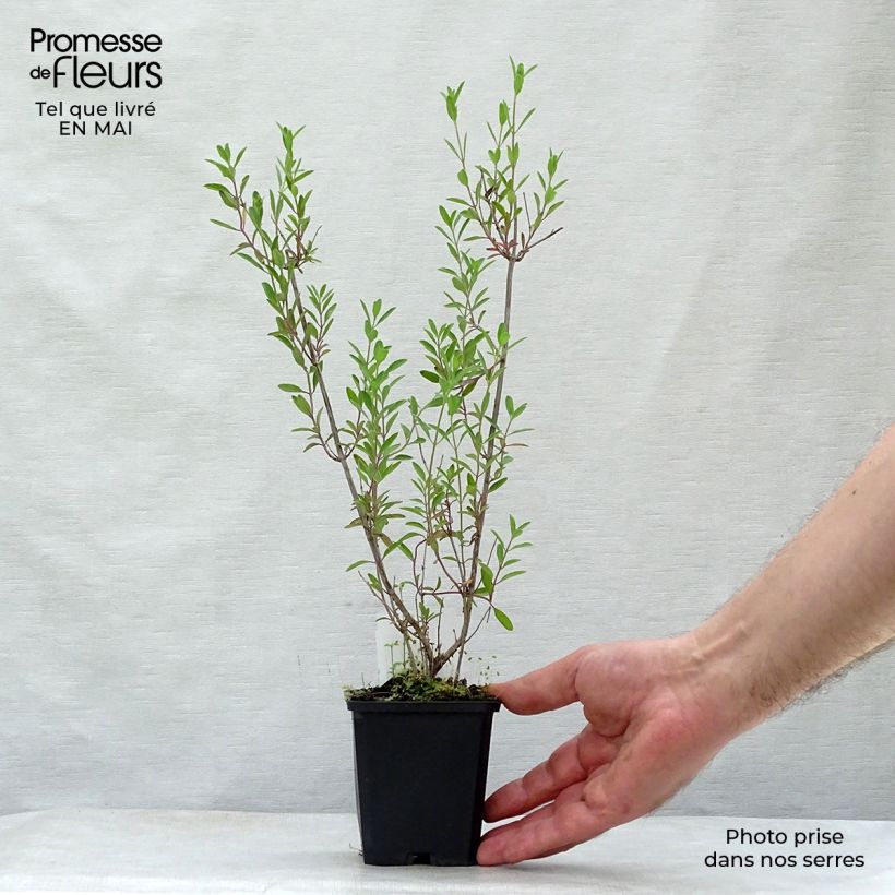 Salvia microphylla Nachtvlinder - Salvia arbustiva Vasetto da 8/9 cm esemplare consegnato in primavera