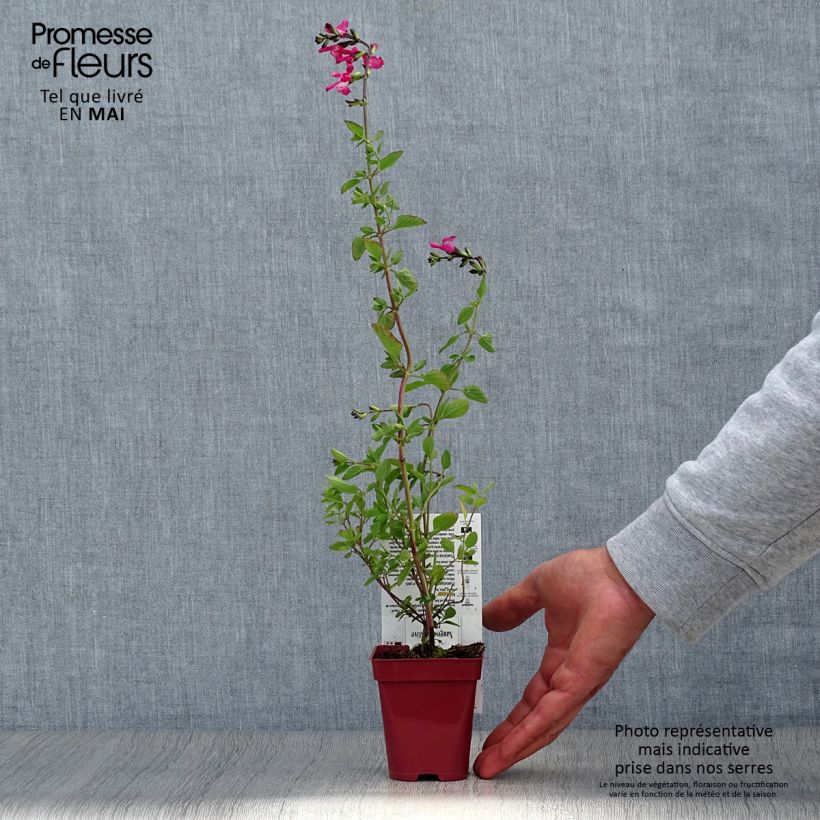 Salvia microphylla Pink Lips - Salvia arbustiva Vasetto da 8/9 cm esemplare consegnato in primavera