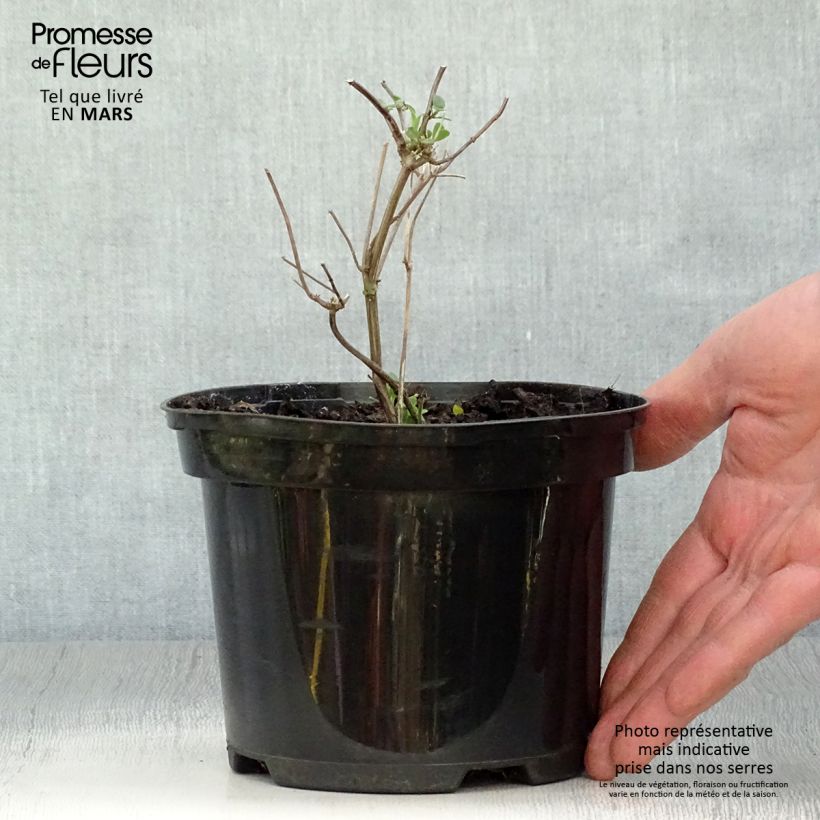 Salvia microphylla Pink Lips - Salvia arbustiva Vaso da 2L/3L esemplare consegnato in primavera