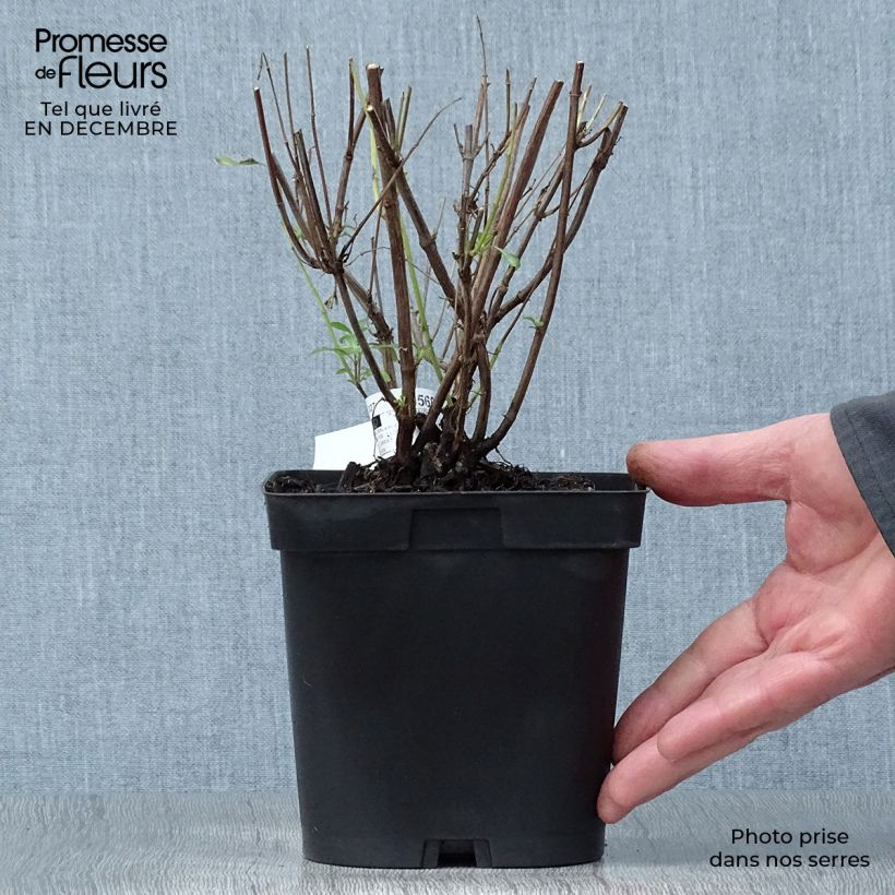 Salvia jamensis Pluenn - Salvia arbustiva Vaso da 2L/3L esemplare consegnato in inverno