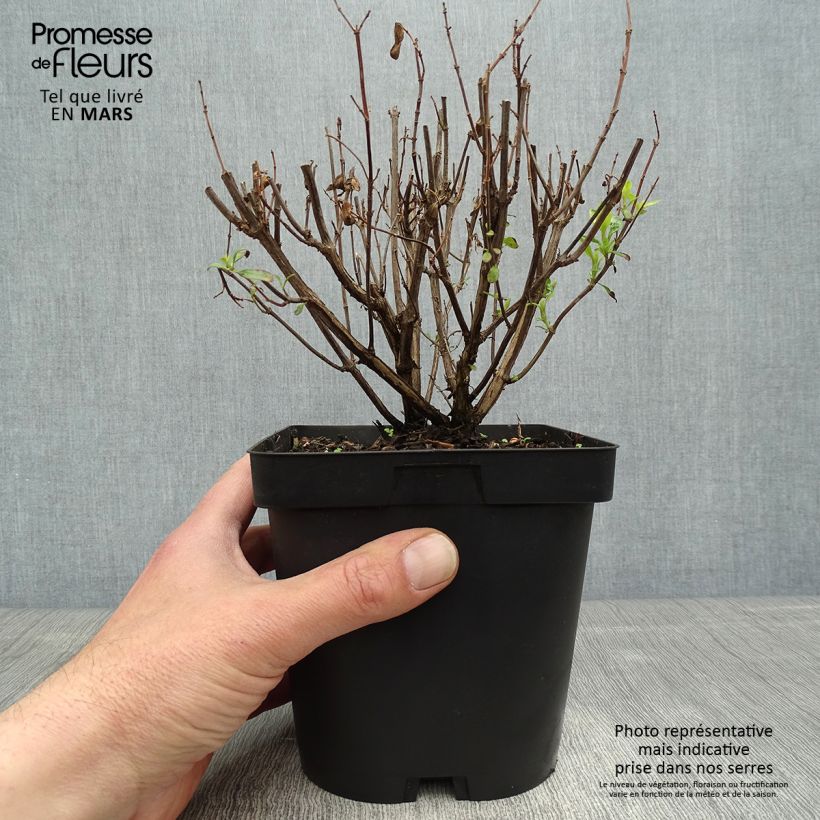 Salvia jamensis Pluenn - Salvia arbustiva Vaso da 2L/3L esemplare consegnato in primavera