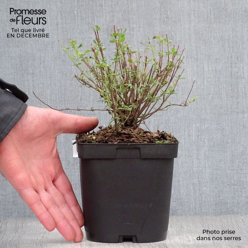 Salvia jamensis Reve Rouge - Salvia arbustiva Vaso da 2L/3L esemplare consegnato in inverno