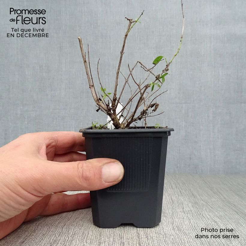 Salvia greggii Alba Vasetto da 8/9 cm esemplare consegnato in inverno