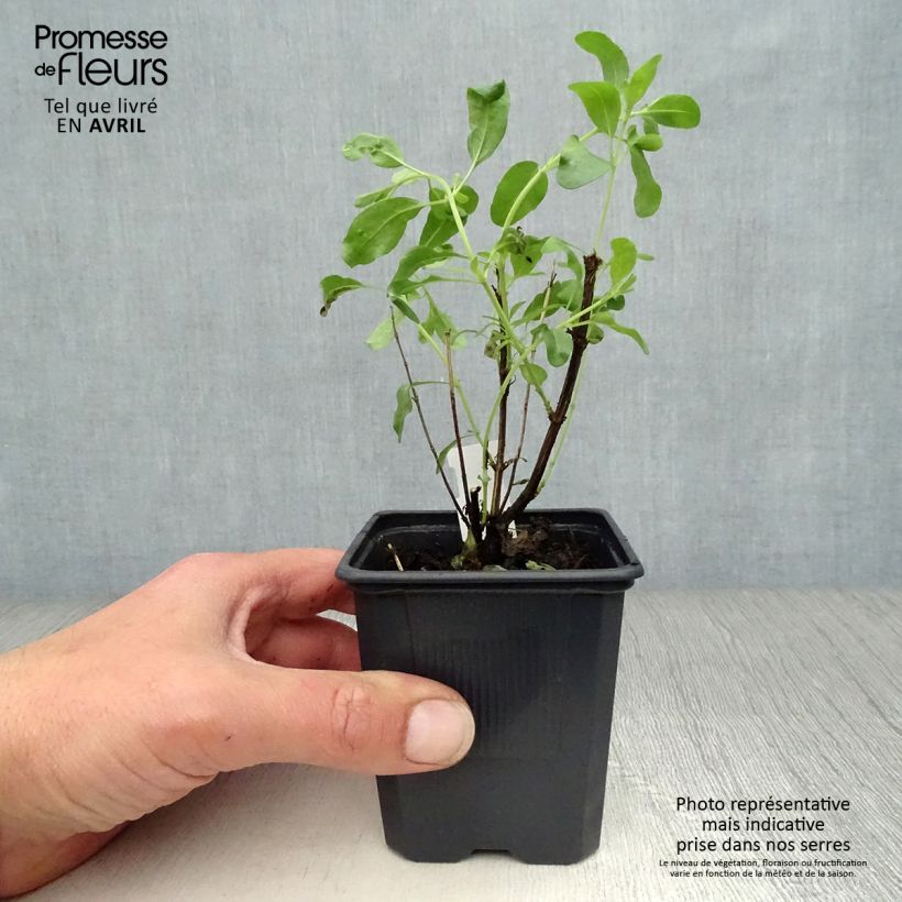 Salvia greggii Alba Vasetto da 8/9 cm esemplare consegnato in primavera