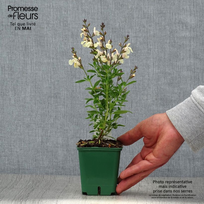 Salvia greggii Mirage Cream Vasetto da 8/9 cm esemplare consegnato in primavera