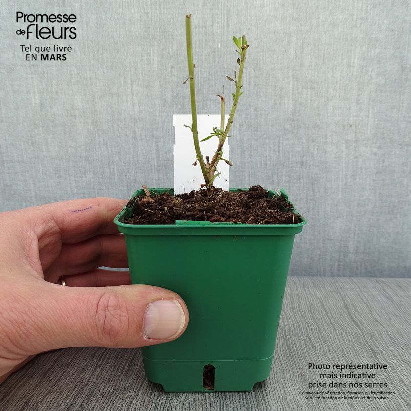 Salvia greggii Mirage Cream Vasetto da 8/9 cm esemplare consegnato in inverno