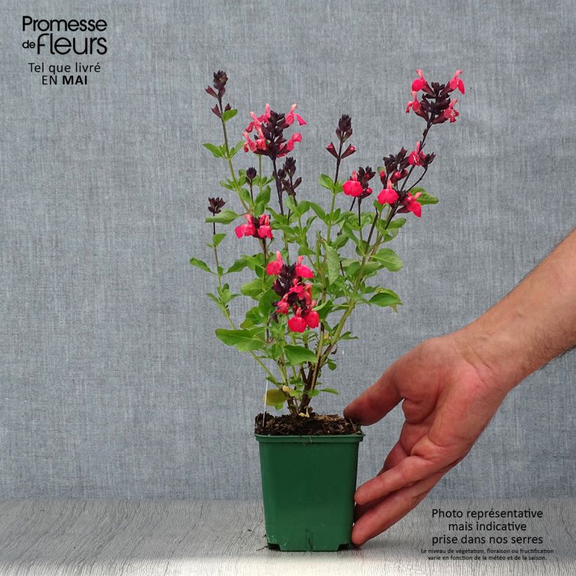 Salvia greggii Mirage Salmon Vasetto da 8/9 cm esemplare consegnato in primavera