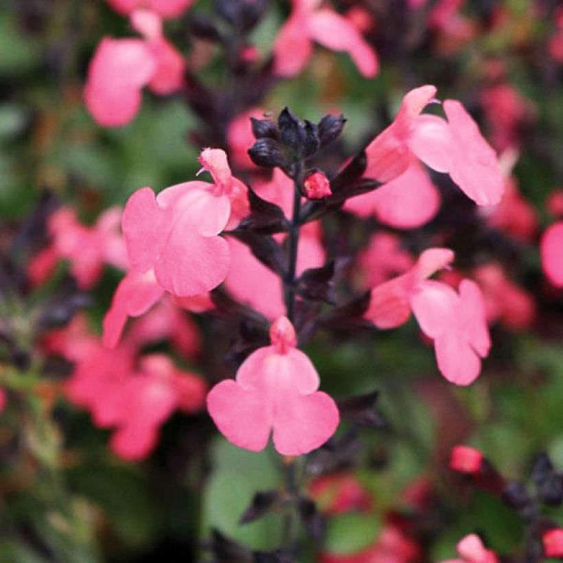 Salvia greggii Mirage Salmon (Fioritura)