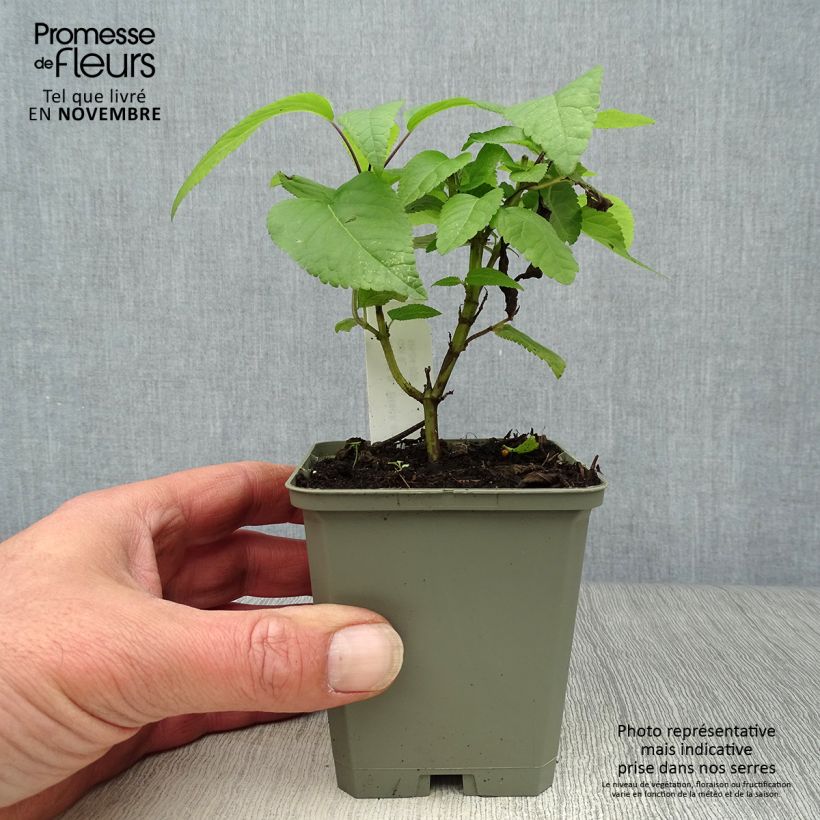 Esemplare di Salvia guaranitica Black and Blue Vasetto da 7/8 cm come consegnato in autunno