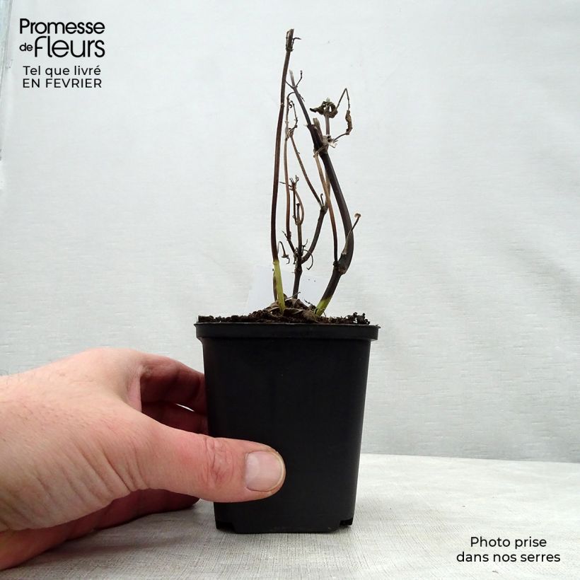 Salvia guaranitica Black and Blue Vasetto da 7/8 cm esemplare consegnato in inverno