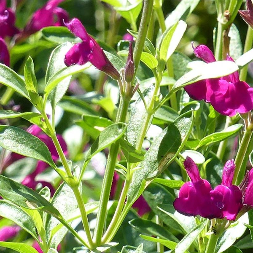 Salvia jamensis Raspberry Royal - Salvia arbustiva (Fogliame)