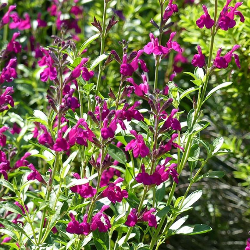 Salvia jamensis Raspberry Royal - Salvia arbustiva (Fioritura)