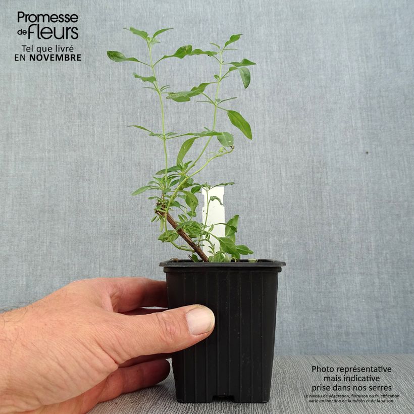 Esemplare di Salvia jamensis Raspberry Royal - Salvia arbustiva Vasetto da 8/9 cm come consegnato in autunno