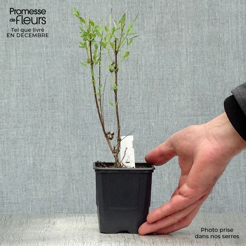 Salvia jamensis Raspberry Royal - Salvia arbustiva Vasetto da 8/9 cm esemplare consegnato in inverno