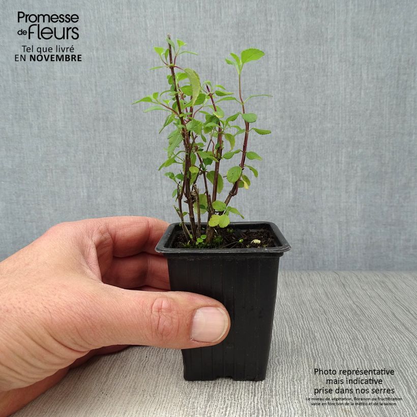 Esemplare di Salvia microphylla grahamii Hot Lips - Salvia arbustiva Vasetto da 7/8 cm come consegnato in autunno