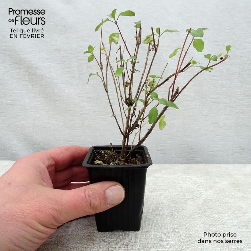 Salvia microphylla grahamii Hot Lips - Salvia arbustiva Vasetto da 7/8 cm esemplare consegnato in inverno
