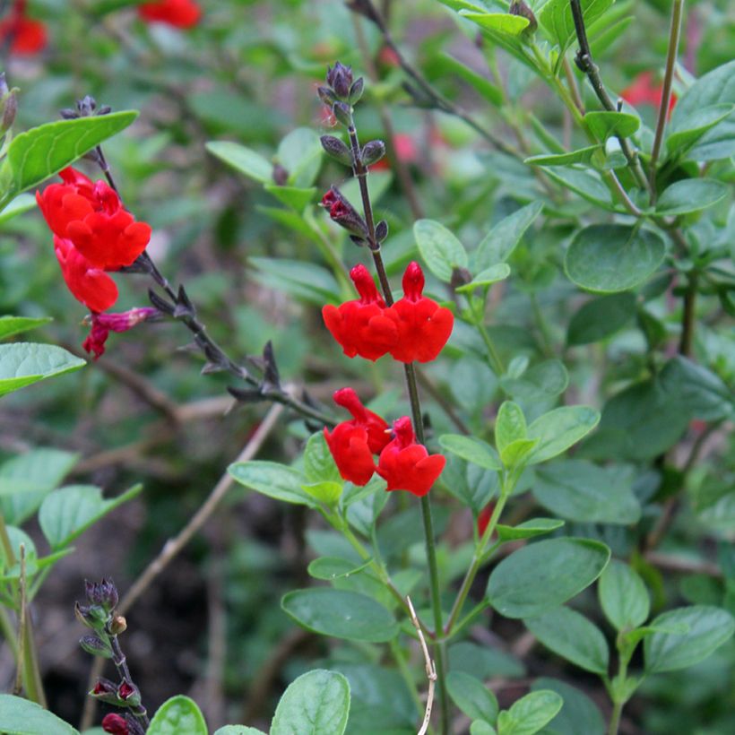 Salvia microphylla Royal Bumble - Salvia arbustiva (Fioritura)