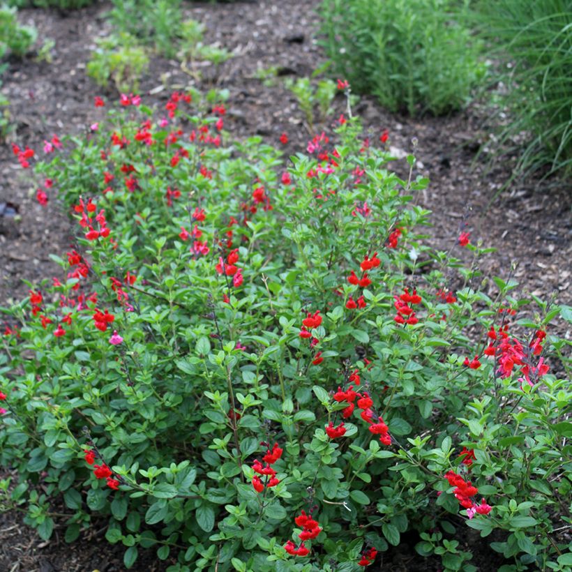 Salvia microphylla Royal Bumble - Salvia arbustiva (Porto)