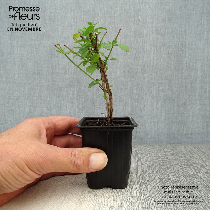 Esemplare di Salvia microphylla grahamii - Salvia arbustiva Vasetto da 7/8 cm come consegnato in autunno