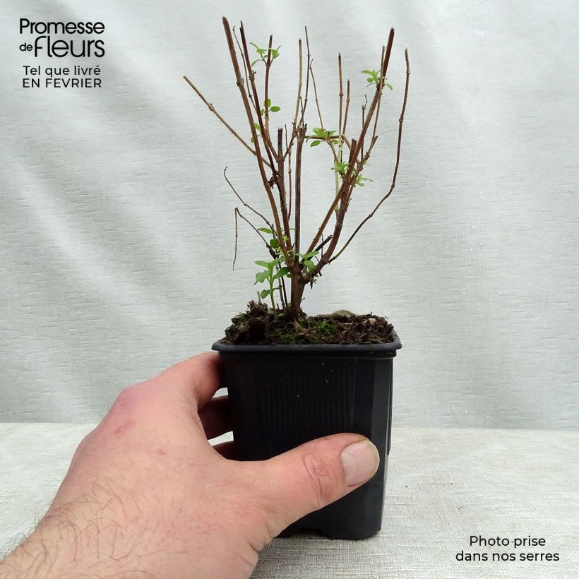 Salvia microphylla grahamii - Salvia arbustiva Vasetto da 7/8 cm esemplare consegnato in inverno