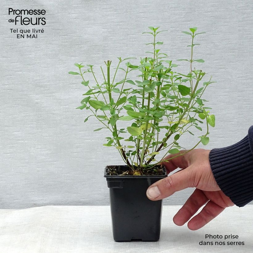 Salvia microphylla grahamii - Salvia arbustiva Vasetto da 7/8 cm esemplare consegnato in primavera