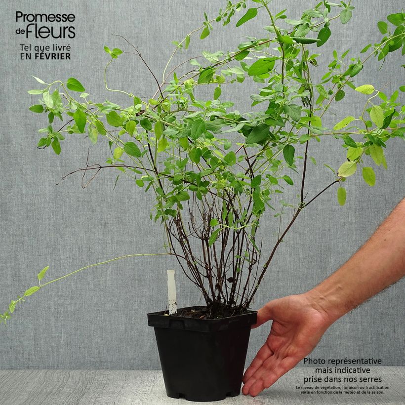 Esemplare di Salvia microphylla grahamii - Salvia arbustiva Vaso da 2L/3L come consegnato in autunno