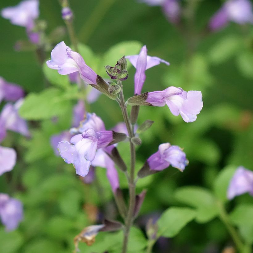 Salvia microphylla So Cool Pale Blue - Salvia arbustiva (Fioritura)