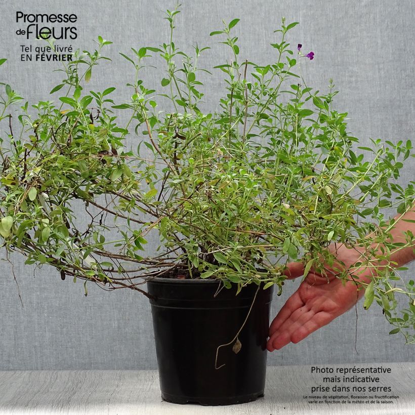 Esemplare di Salvia jamensis Violette de Loire - Salvia arbustiva Vaso da 4L/5L come consegnato in autunno