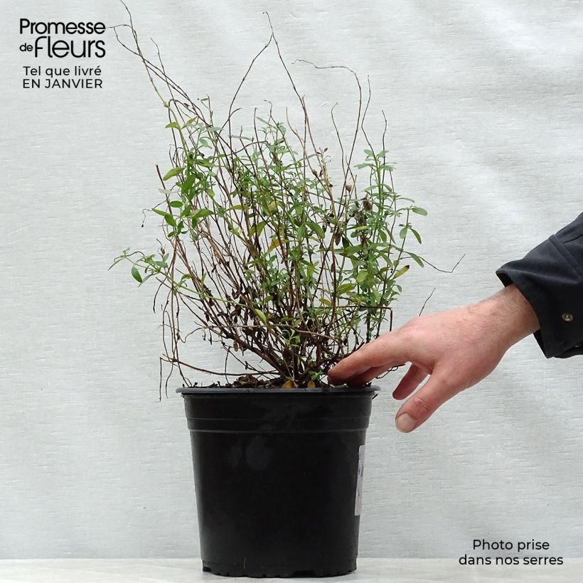 Salvia jamensis Violette de Loire - Salvia arbustiva Vaso da 4L/5L esemplare consegnato in inverno