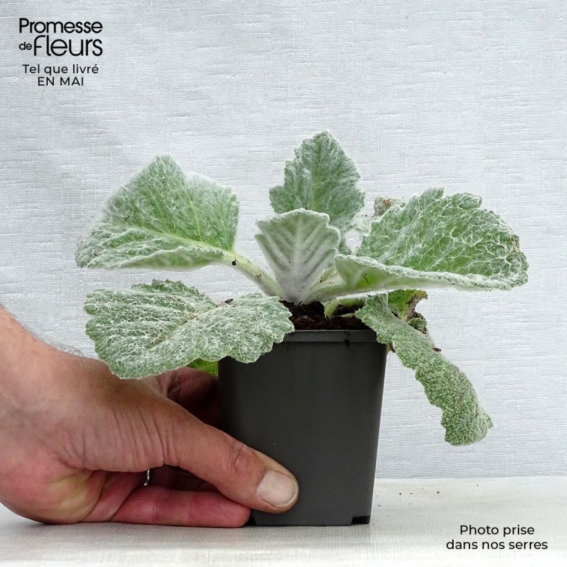 Salvia argentea Vasetto da 8/9 cm esemplare consegnato in primavera