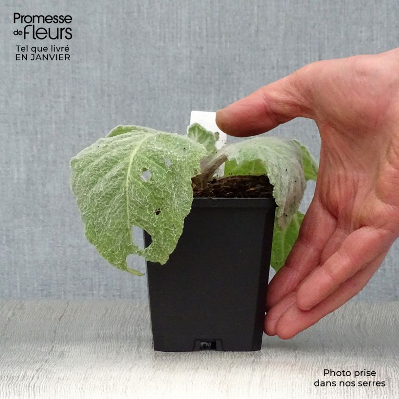 Salvia argentea Vasetto da 8/9 cm esemplare consegnato in inverno