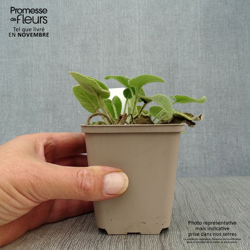Esemplare di Phlomis samia Vasetto da 8/9 cm come consegnato in autunno