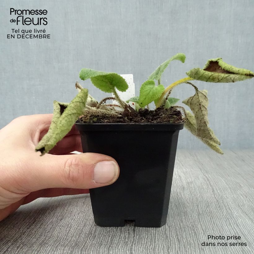 Phlomis samia Vasetto da 8/9 cm esemplare consegnato in inverno