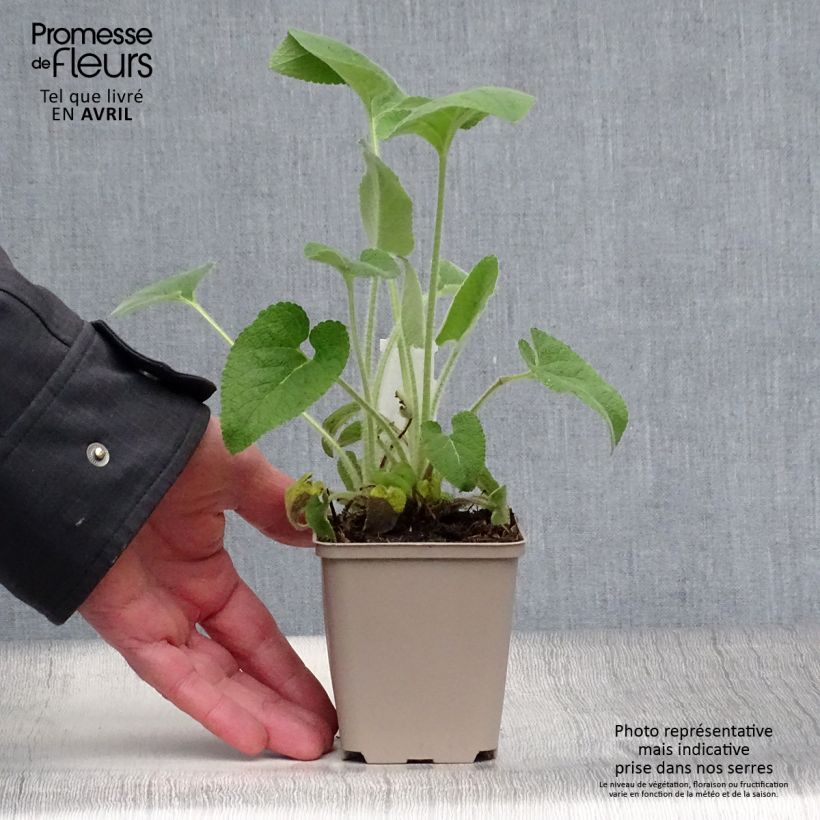 Phlomis samia Vasetto da 8/9 cm esemplare consegnato in primavera