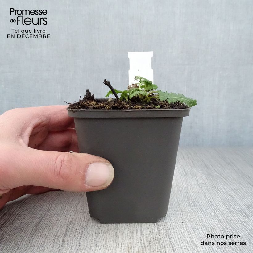 Salvia nemorosa Viola Klose Vasetto da 8/9 cm esemplare consegnato in inverno