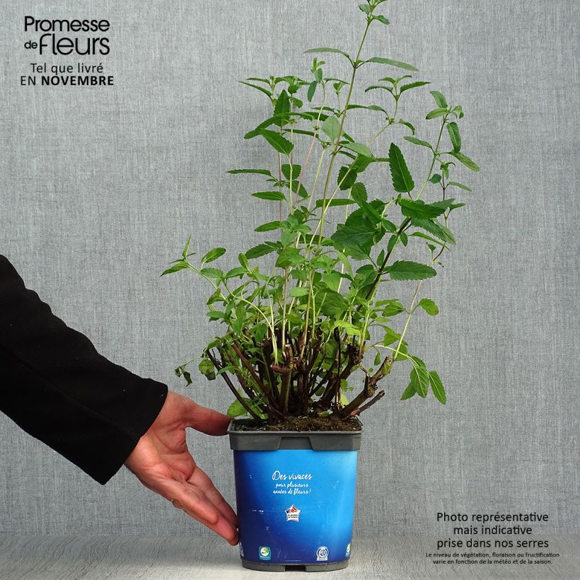 Esemplare di Salvia uliginosa - Salvia delle paludi Vaso da 2L/3L come consegnato in autunno