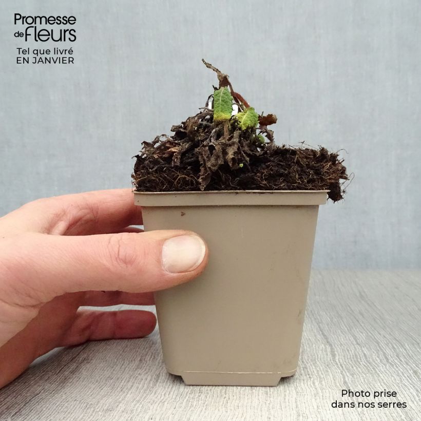 Salvia pratensis Pink Delight - Salvia dei prati Vasetto da 8/9 cm esemplare consegnato in inverno