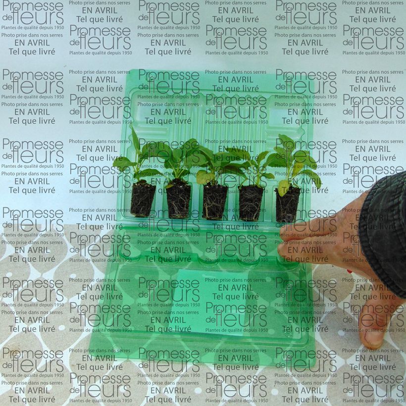 Esempio di esemplare Salvia farinacea Cirrus mini zolla... come consegnato