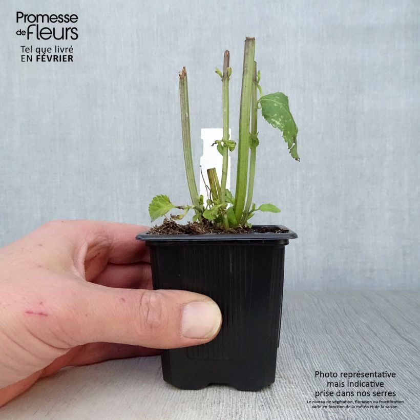 Salvia guaranitica Amistad violet Vasetto da 8/9 cm esemplare consegnato in inverno