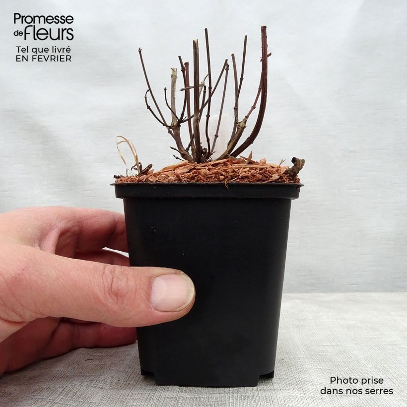 Salvia Ember's Wish Vasetto da 8/9 cm esemplare consegnato in inverno