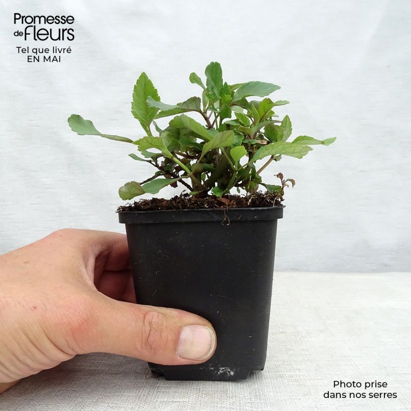 Salvia Ember's Wish Vasetto da 8/9 cm esemplare consegnato in primavera