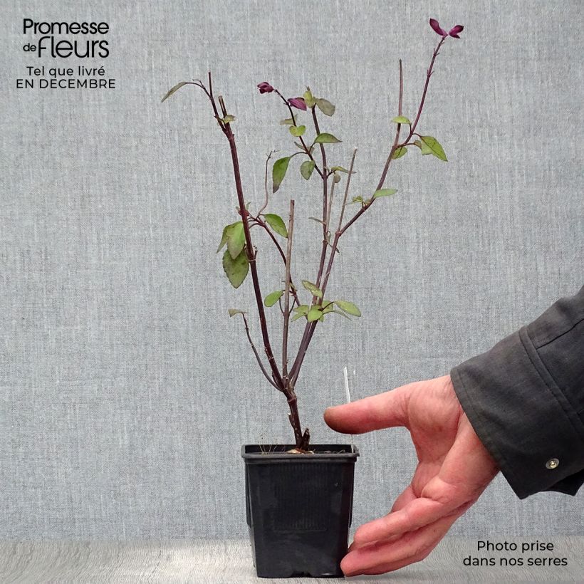 Salvia buchananii Love and Wishes Vasetto da 8/9 cm esemplare consegnato in inverno