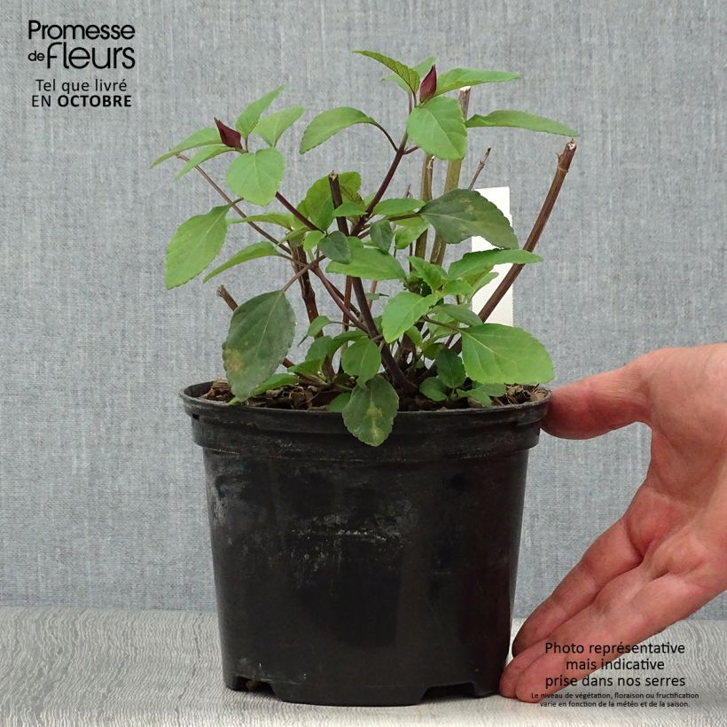Esemplare di Salvia buchananii Love and Wishes Vaso da 2L/3L come consegnato in autunno