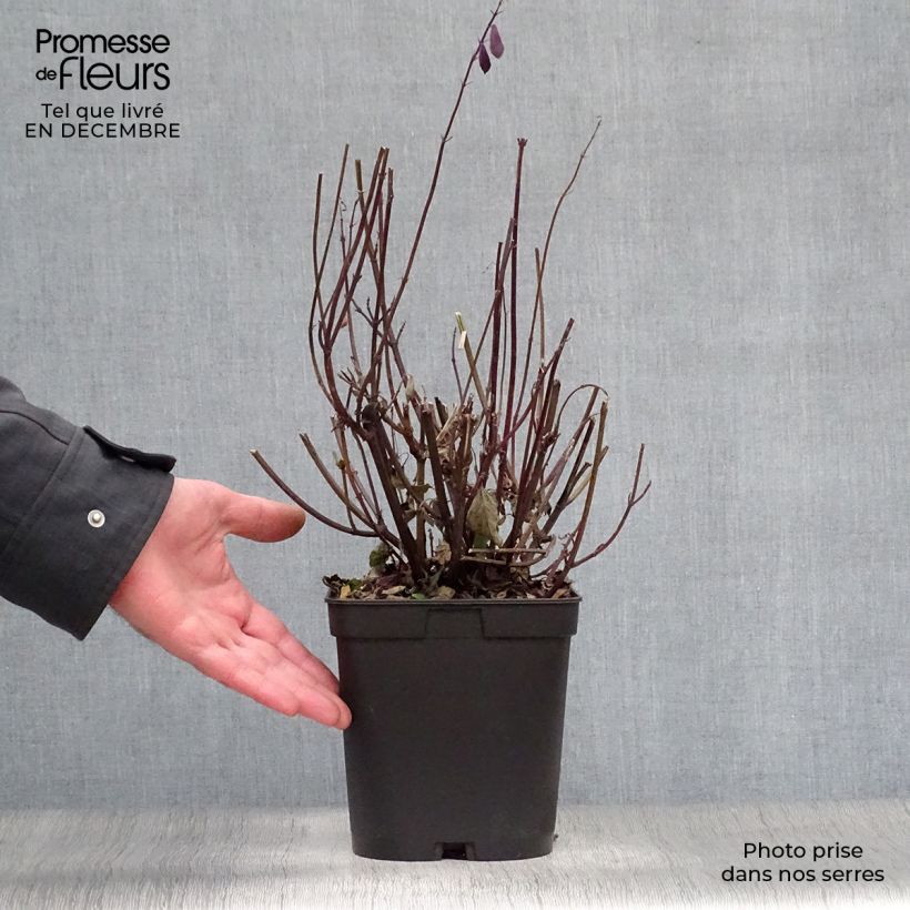 Salvia buchananii Love and Wishes Vaso da 2L/3L esemplare consegnato in inverno