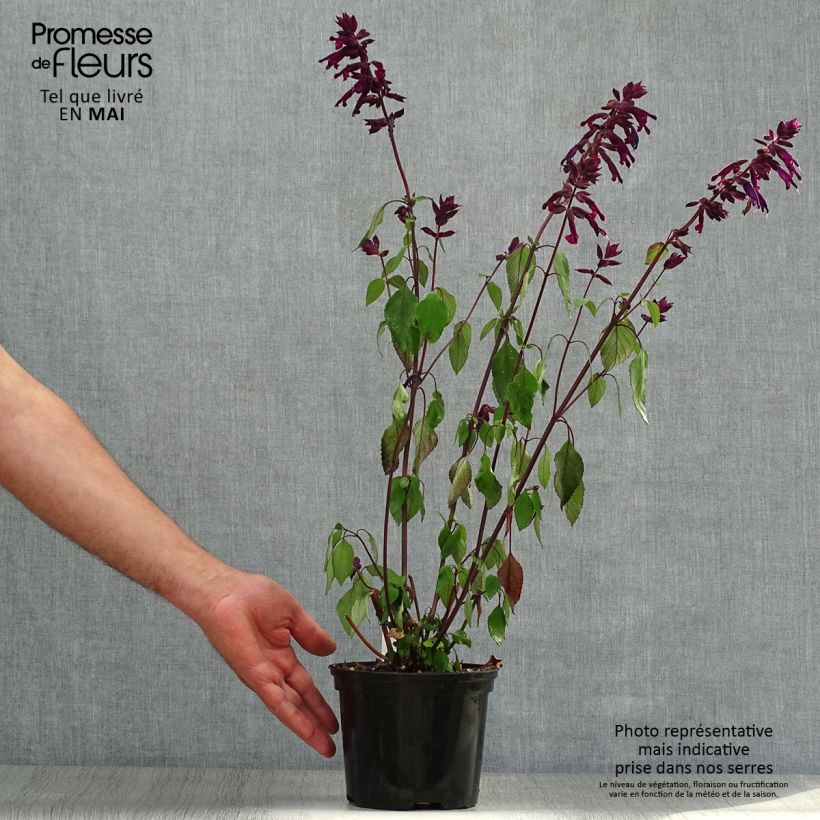 Salvia buchananii Love and Wishes Vaso da 2L/3L esemplare consegnato in primavera