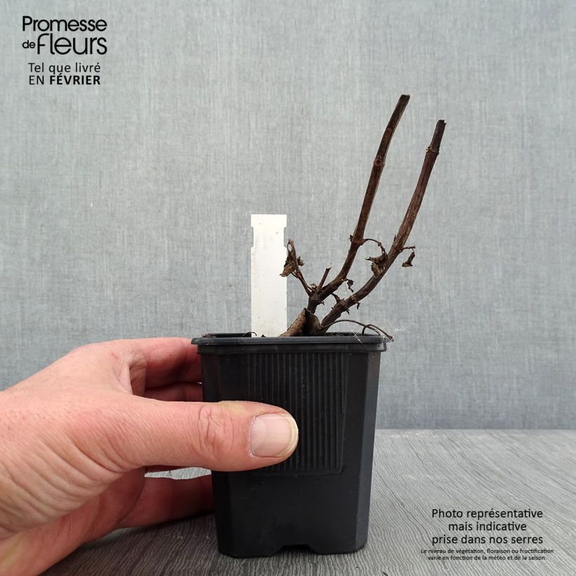 Salvia Wendy's Wish - Salvia arbustiva Vasetto da 8/9 cm esemplare consegnato in inverno